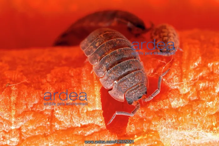 : Rough Woodlouse - : Rough Woodlouse -