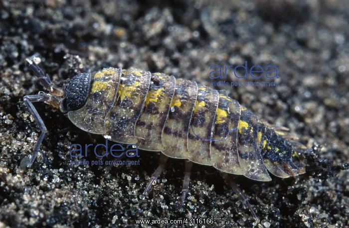 : Rough Woodlouse : Rough Woodlouse