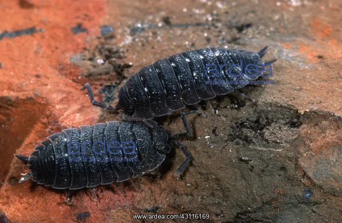 : Rough Woodlouse : Rough Woodlouse