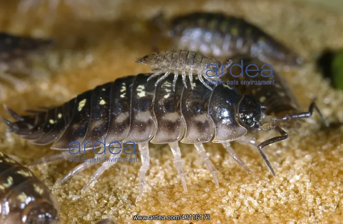 : Rough Woodlouse : Rough Woodlouse