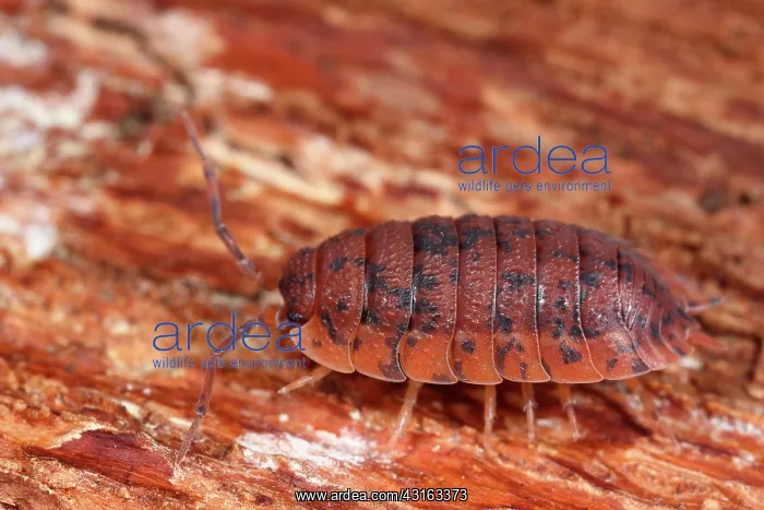 : Rough Woodlouse : Rough Woodlouse