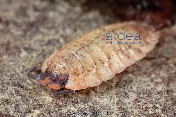 : Rough Woodlouse : Rough Woodlouse