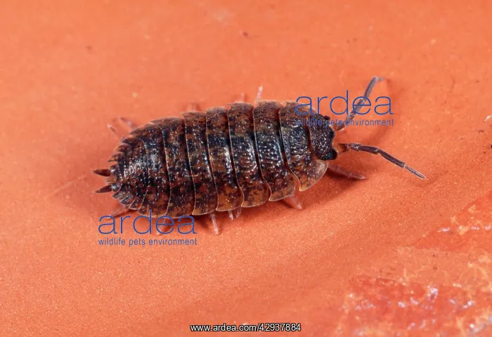 : ROUGH WOODLOUSE - red mottled variety : ROUGH WOODLOUSE - red mottled variety
