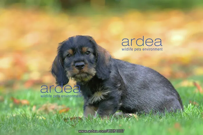 : Roughhaired dachshund (Canis lupus familiaris) Puppy : Roughhaired dachshund (Canis lupus familiaris) Puppy