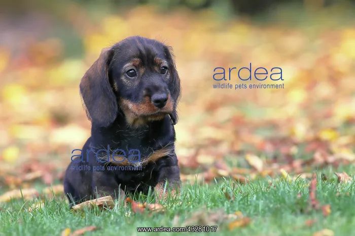 : Roughhaired dachshund (Canis lupus familiaris) Puppy : Roughhaired dachshund (Canis lupus familiaris) Puppy