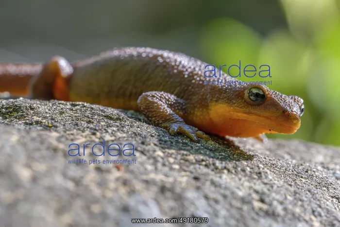 : A Roughskin Newt (Taricha granulosa) sunning itself on a rock : A Roughskin Newt (Taricha granulosa) sunning itself on a rock