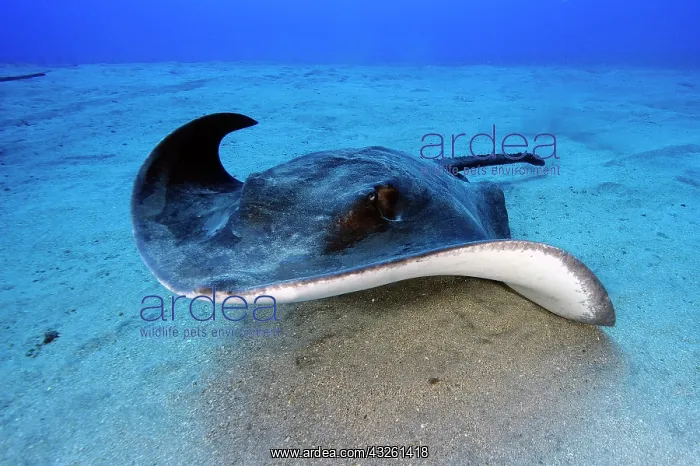 : Roughtail stingray (Dasyatis centroura) swimming : Roughtail stingray (Dasyatis centroura) swimming