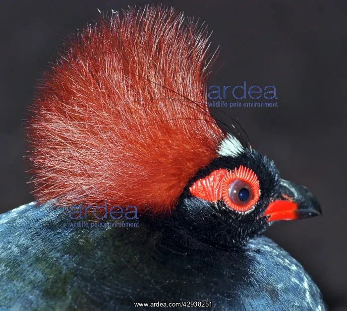 : Roul-Roul Partridge / Crested Wood Partridge - Male : Roul-Roul Partridge / Crested Wood Partridge - Male
