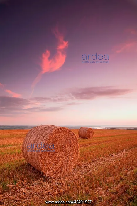 : Round bales of straw in a stubble field at sunset : Round bales of straw in a stubble field at sunset