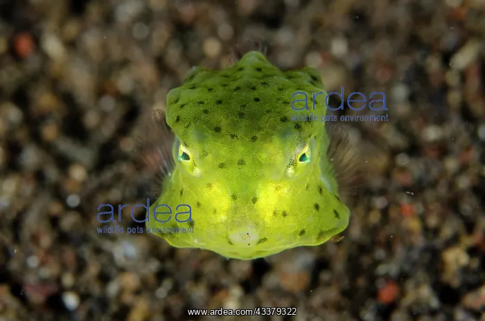 : Round-belly Cowfish : Round-belly Cowfish