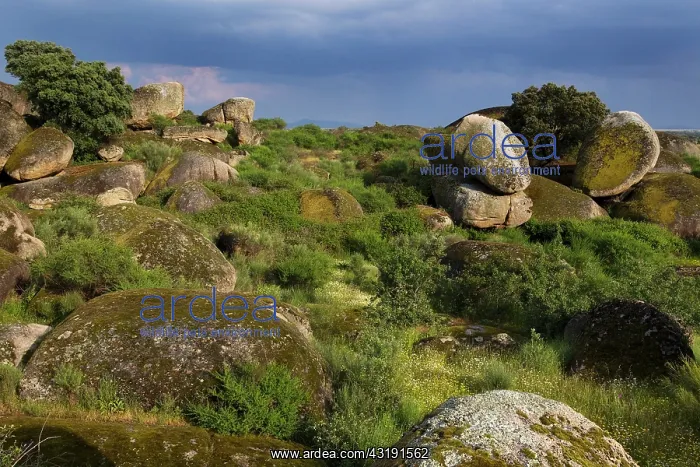 : Round boulders in landscape, Spain : Round boulders in landscape, Spain