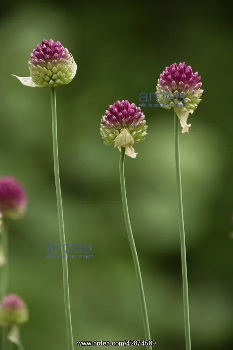 : Round-headed leek : Round-headed leek