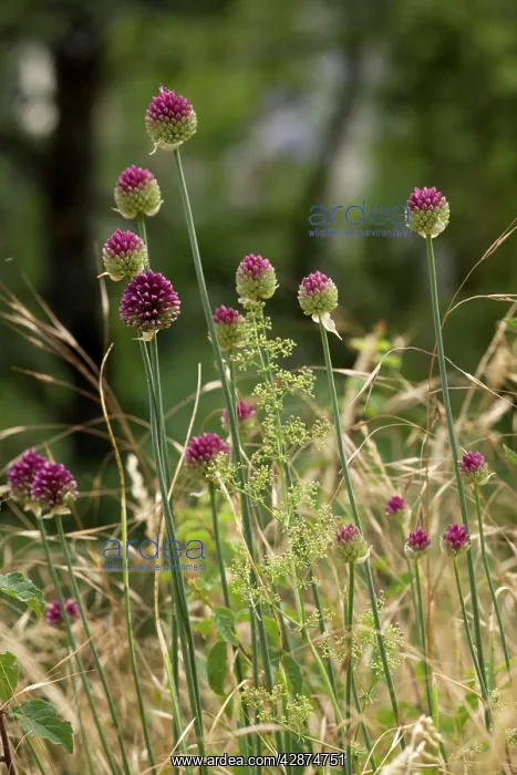 : Round-headed leek : Round-headed leek