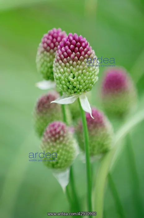 : Round-headed leek - much loved by bees : Round-headed leek - much loved by bees