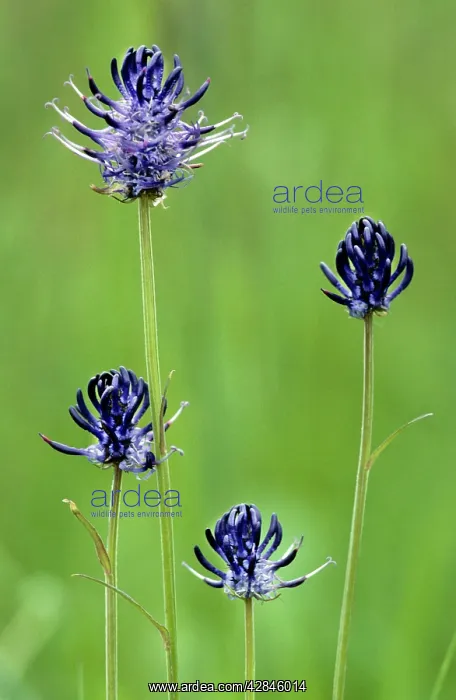 : Round-headed Rampion : Round-headed Rampion
