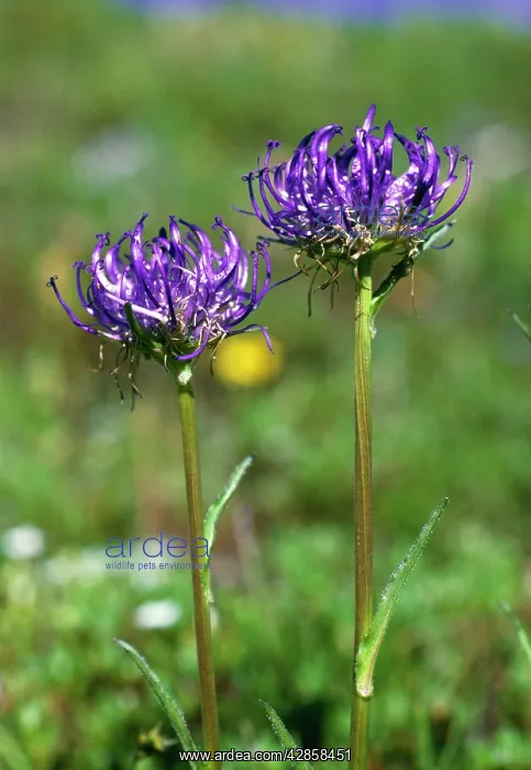 : Round-Headed Rampion : Round-Headed Rampion