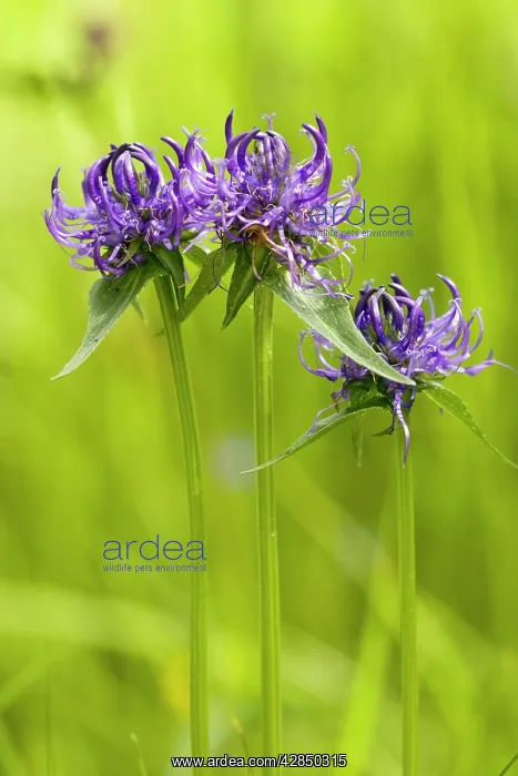 : Round-headed Rampion - rare in UK on chalk grassland : Round-headed Rampion - rare in UK on chalk grassland