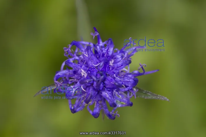 : Round-headed Rampion - single flower - Hohe Tauern : Round-headed Rampion - single flower - Hohe Tauern