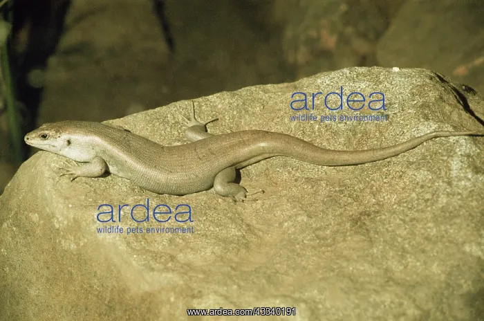 : ROUND ISLAND SKINK - ON ROCK : ROUND ISLAND SKINK - ON ROCK
