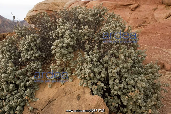 : Round-leaved buffaloberry : Round-leaved buffaloberry