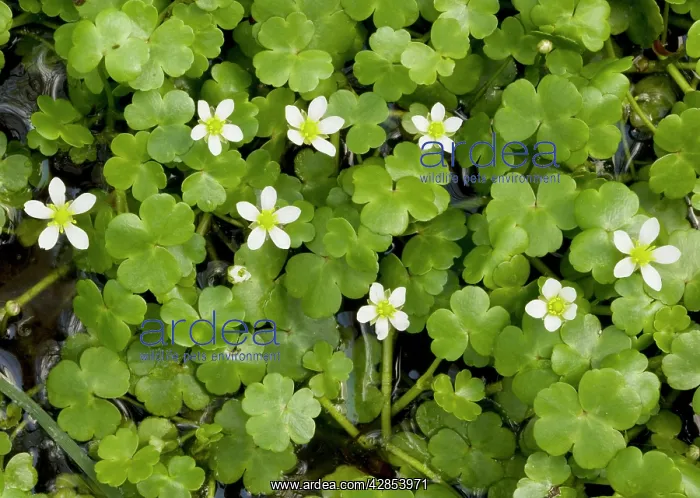  : Round-leaved Crowfoot - in wet hollow