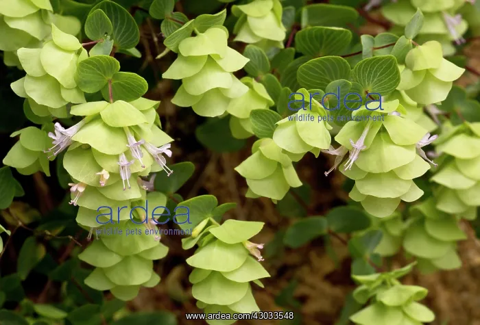 : Round-leaved Oregano in the wild (also grown as : Round-leaved Oregano in the wild (also grown as