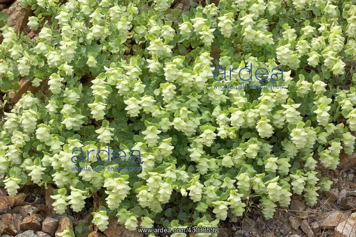 : Round-leaved Oregano in the wild in Turkey (also : Round-leaved Oregano in the wild in Turkey (also