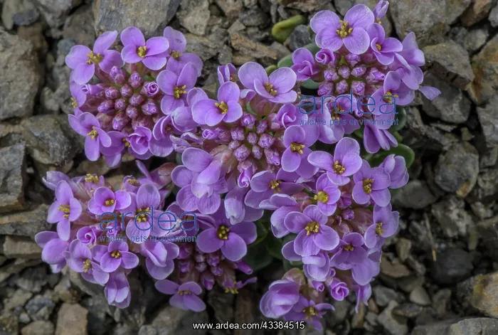 : Round-leaved Penny-cress, Noccaea rotundifolia : Round-leaved Penny-cress, Noccaea rotundifolia