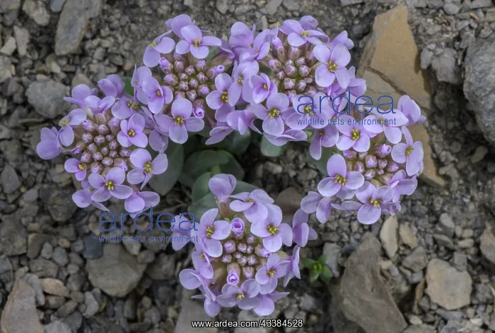 : Round-leaved Penny-cress, Noccaea rotundifolia : Round-leaved Penny-cress, Noccaea rotundifolia