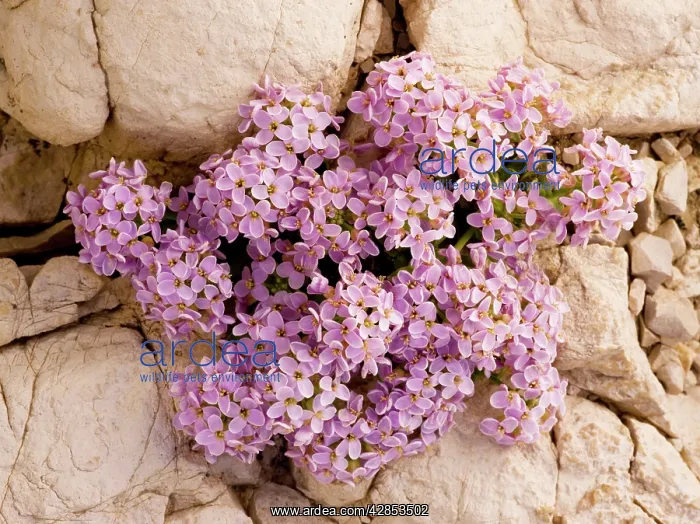: Round-leaved Pennycress - on dolomite scree in the Dolomites : Round-leaved Pennycress - on dolomite scree in the Dolomites
