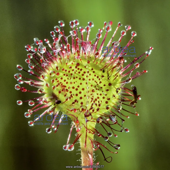 : Round-leaved Sundew : Round-leaved Sundew