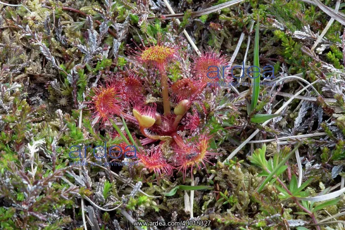 : Round Leaved Sundew : Round Leaved Sundew