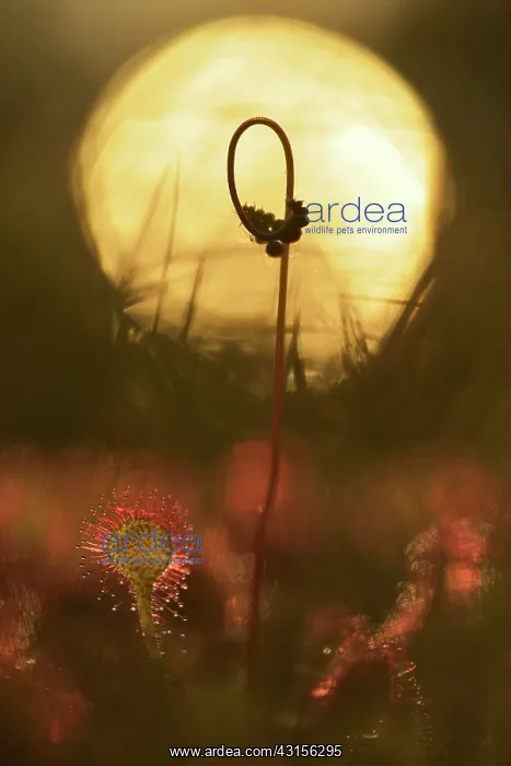 : Round-leaved Sundew : Round-leaved Sundew