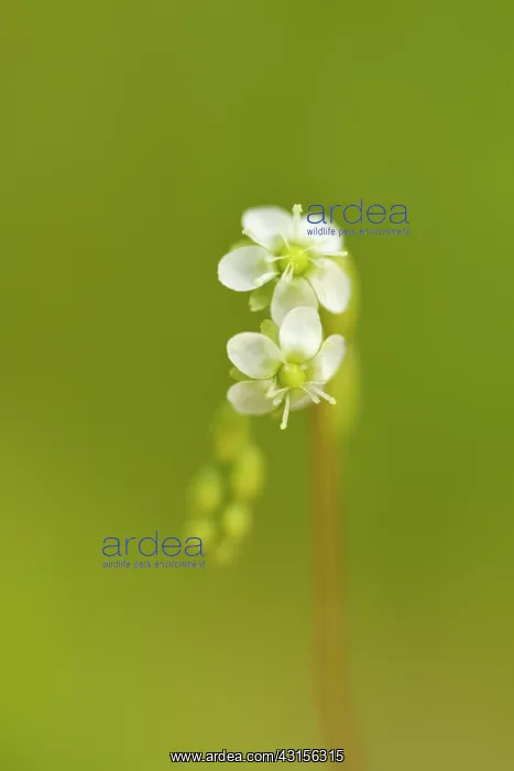 : Round-leaved Sundew : Round-leaved Sundew