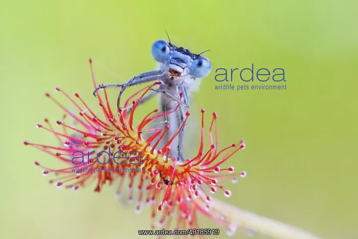 : Round-leaved Sundew : Round-leaved Sundew