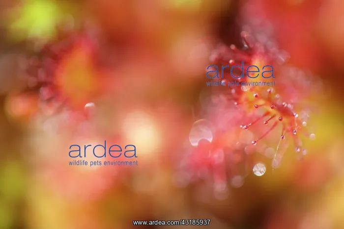 : Round-leaved Sundew : Round-leaved Sundew