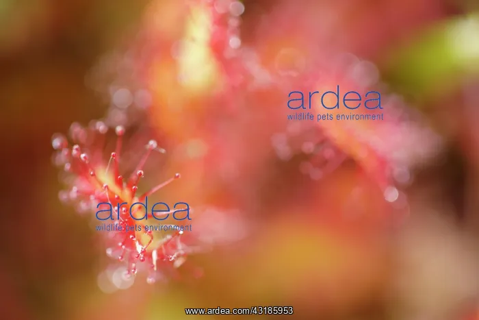 : Round-leaved Sundew : Round-leaved Sundew