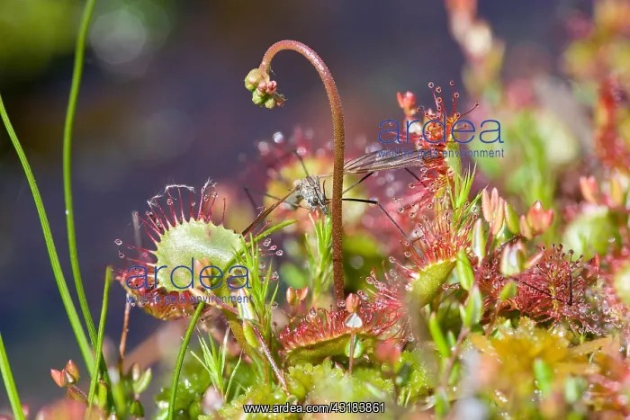 : Round-leaved sundew (Drosera rotundifolia) with : Round-leaved sundew (Drosera rotundifolia) with