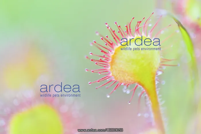 : Round-leaved Sundew (Drosera rotundifolia), Auvergne : Round-leaved Sundew (Drosera rotundifolia), Auvergne