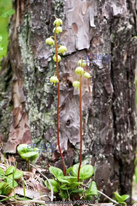 : Round-leaved wintergreen : Round-leaved wintergreen