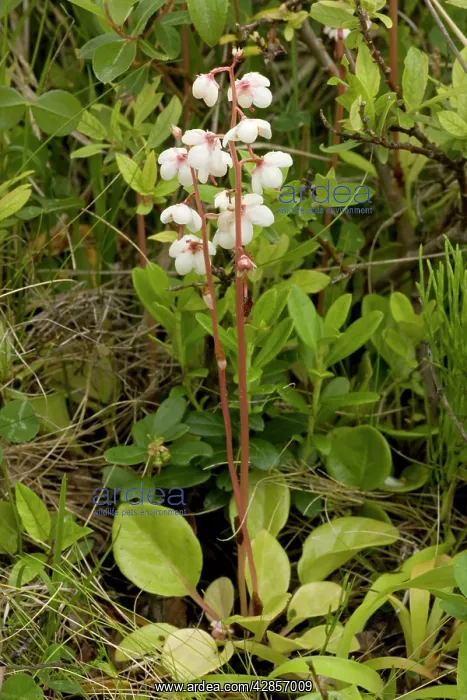 : Round-leaved wintergreen in flower : Round-leaved wintergreen in flower