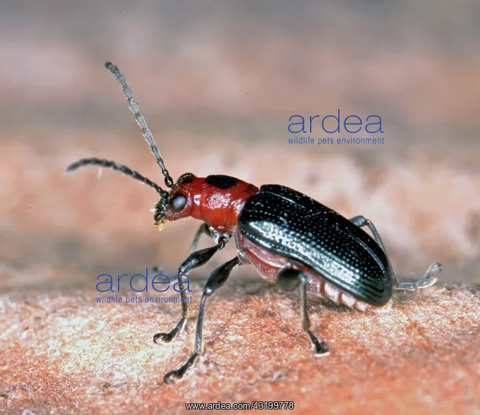 : Round-necked Longhorned Beetle : Round-necked Longhorned Beetle
