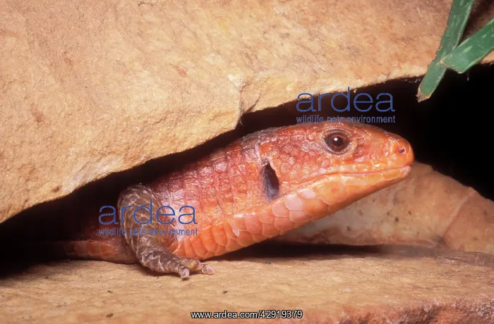 : Round-nosed Plated Lizard : Round-nosed Plated Lizard