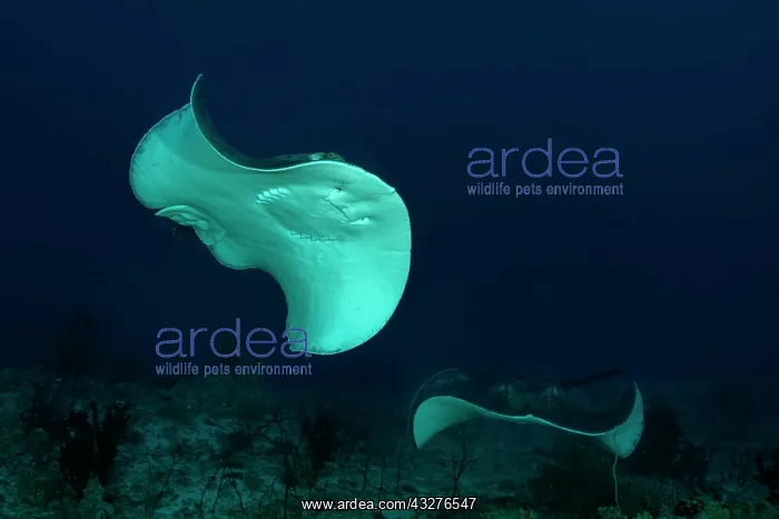 : Two Round ribbontail ray (Taeniura meyeni) swim : Two Round ribbontail ray (Taeniura meyeni) swim