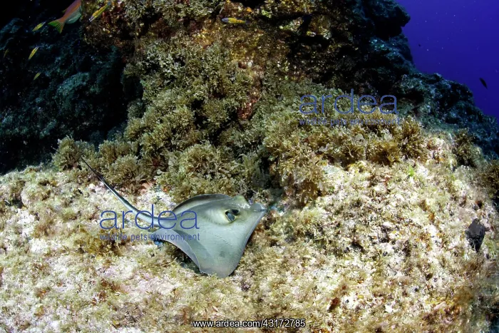 : Round stingray, Taeniura grabata, Santa Maria Island : Round stingray, Taeniura grabata, Santa Maria Island