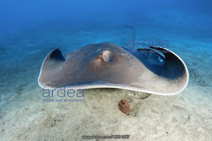 : Round stingray (Taeniura grabata), Eastern Atlantic : Round stingray (Taeniura grabata), Eastern Atlantic