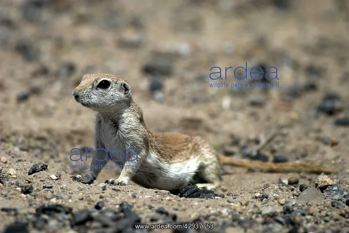 : Round-tailed Ground Squirrel : Round-tailed Ground Squirrel