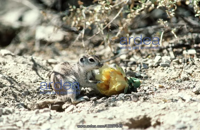 : Round-tailed Ground Squirrel - with flower : Round-tailed Ground Squirrel - with flower