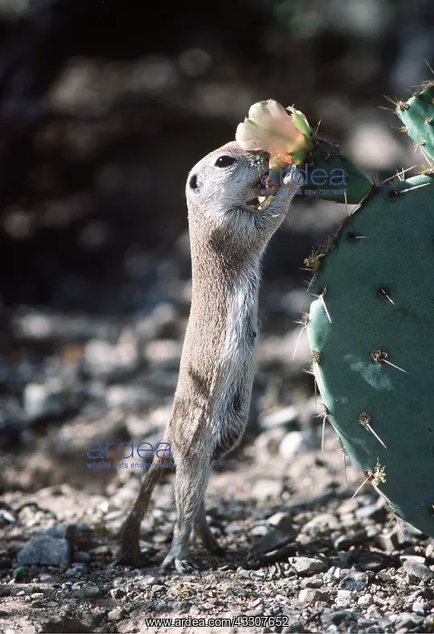 : Round-tailed Ground Squirrel - smelling flower on cactus : Round-tailed Ground Squirrel - smelling flower on cactus