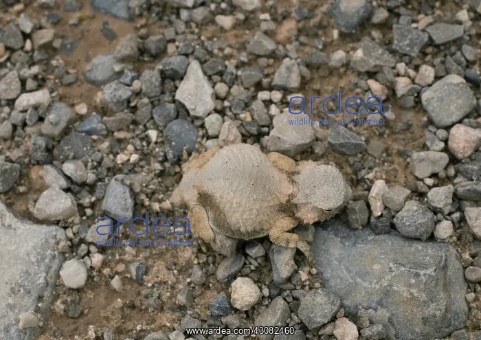 : Round-tailed horned lizard : Round-tailed horned lizard